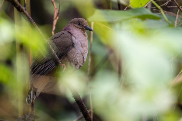 Philippine Cuckoo-Dove