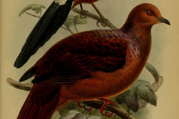 Philippine Cuckoo-Dove