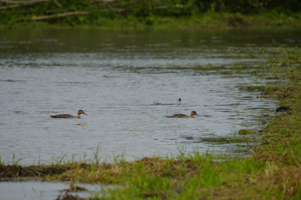 Philippine Duck