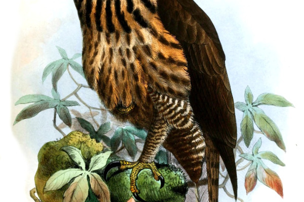 Philippine Eagle