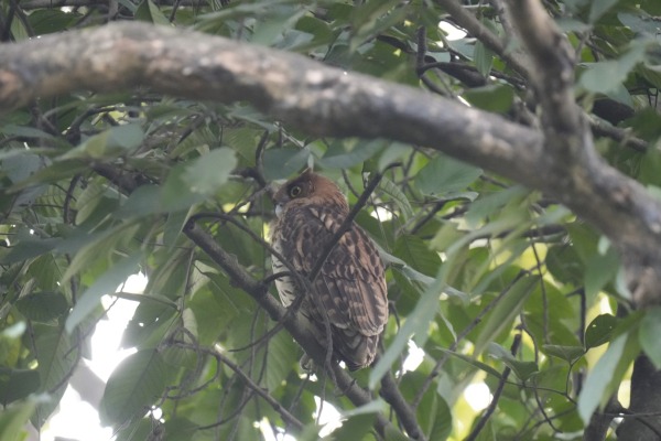 Philippine Eagle