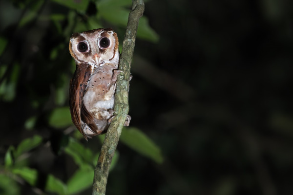 Philippine Eagle-Owl