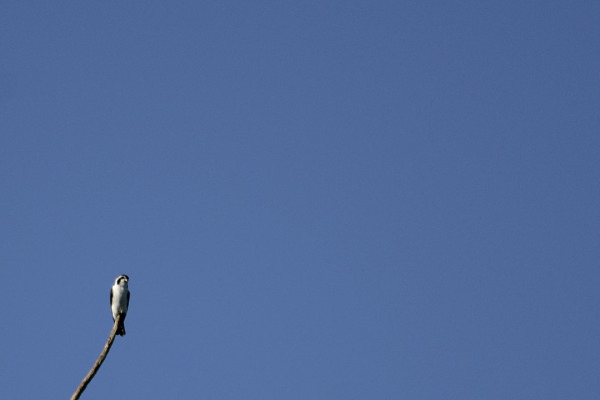Philippine Falconet