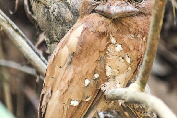 Philippine Frogmouth