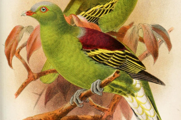 Philippine Green Pigeon