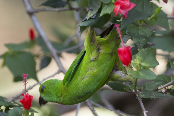 Philippine hanging parrot