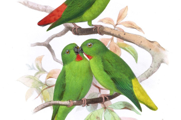 Philippine hanging parrot