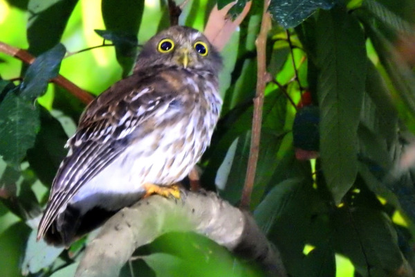 Philippine Hawk-Owl