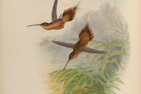 Philippine Needletail
