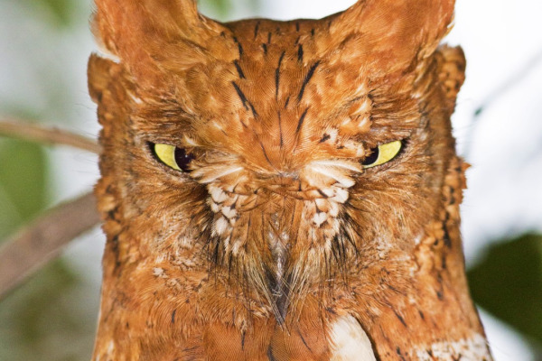 Philippine Scops Owl