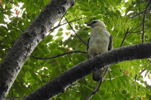 Philippine Serpent Eagle