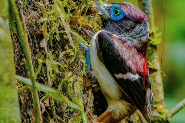 Philippine Trogon