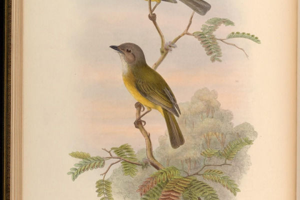 Philippine Whistler