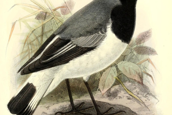 Phillips's Wheatear