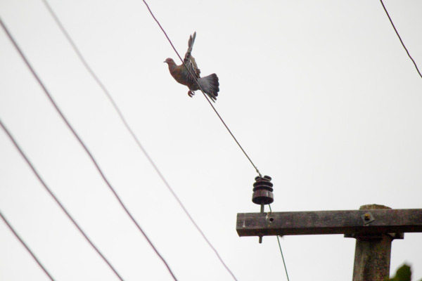 Picazuro Pigeon