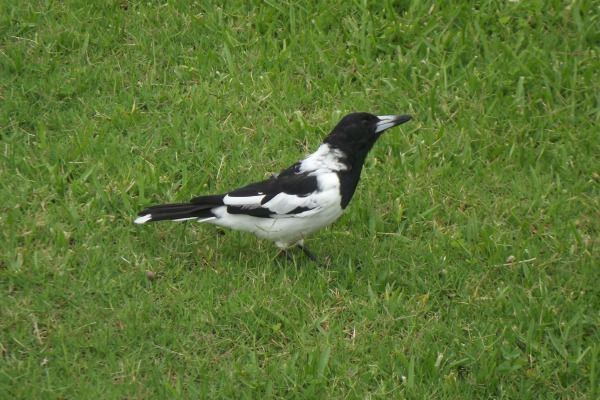 Pied Butcherbird