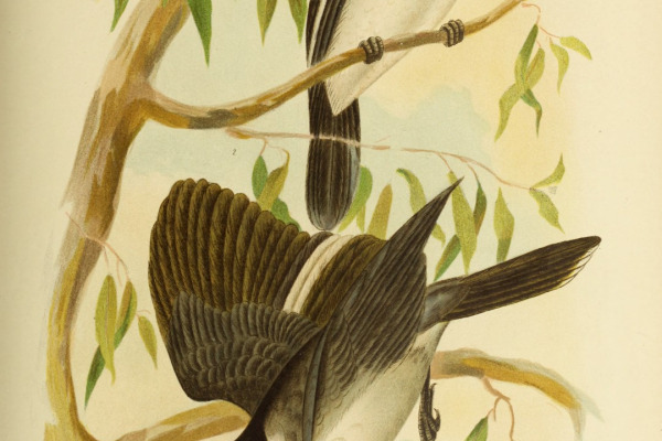 Pied Butcherbird