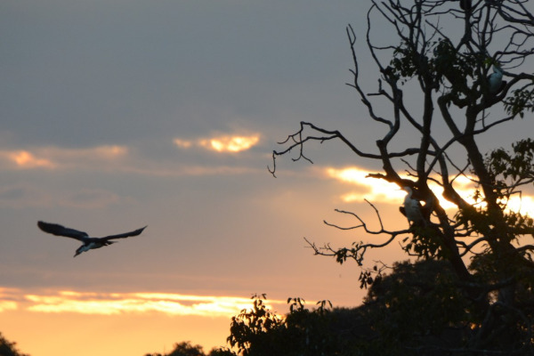 Pied Cormorant