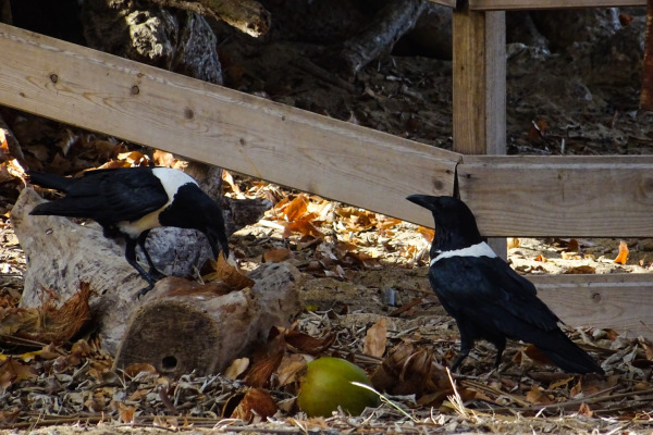Pied Crow