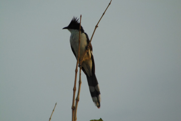 Pied Cuckoo
