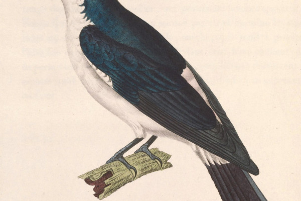 Pied Cuckooshrike