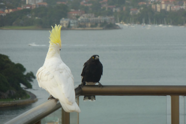 Pied Currawong