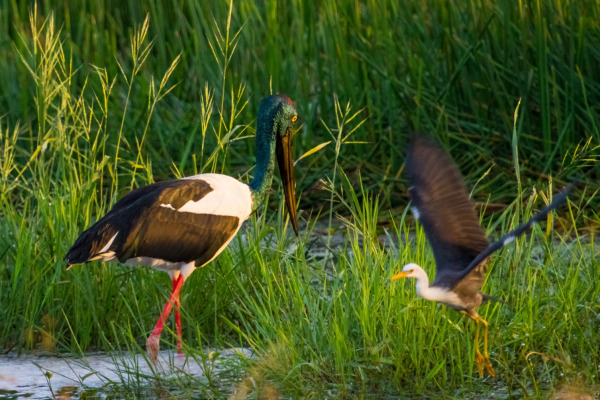 Pied Heron