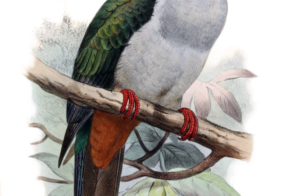 Pied Imperial Pigeon