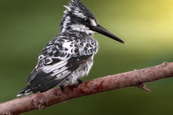 Pied Kingfisher