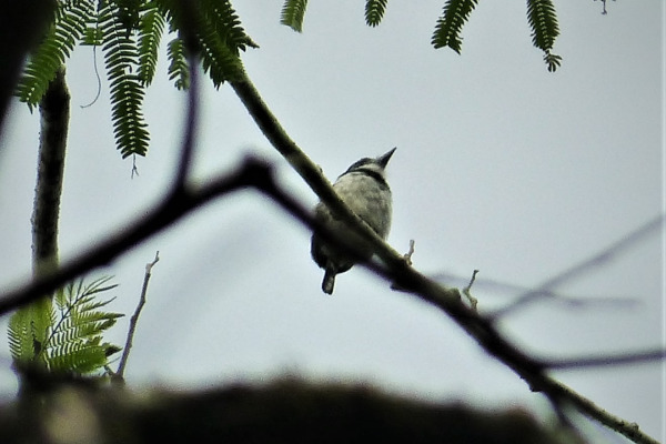 Pied Puffbird