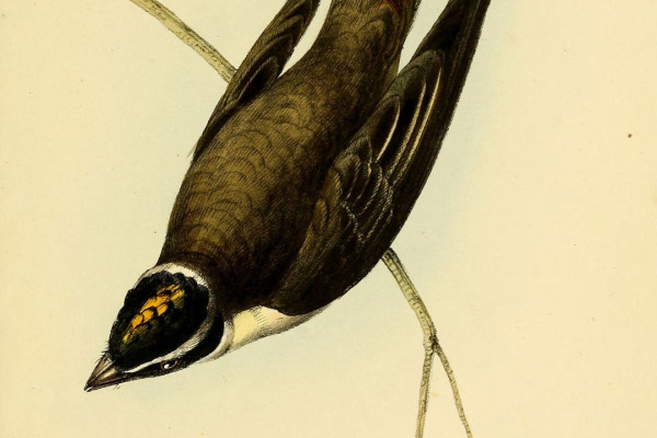 Pied Water-Tyrant