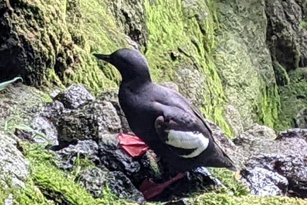 Pigeon Guillemot