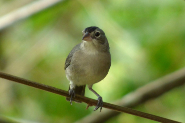 Pileated Finch