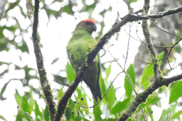 Pileated Parrot