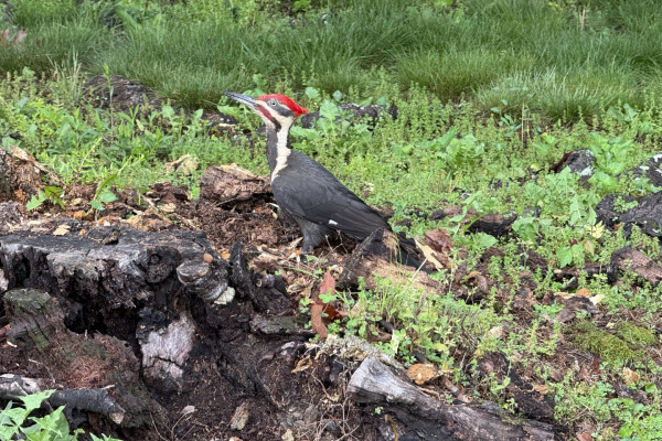 Pileated Woodpecker