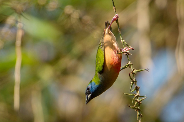 Pin-tailed Parrotfinch