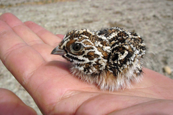 Pin-tailed Sandgrouse