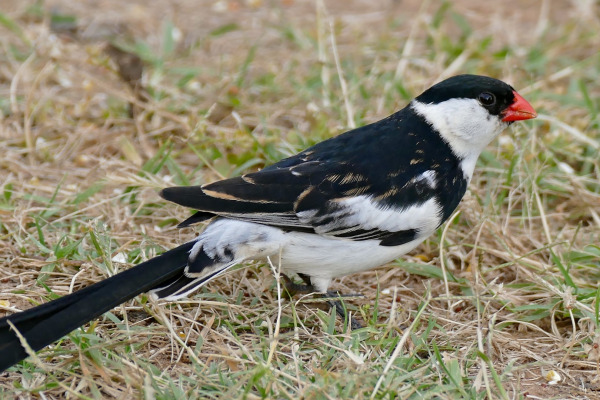 Pin-tailed Whydah