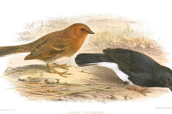 Pine Bunting