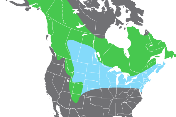 Pine Grosbeak