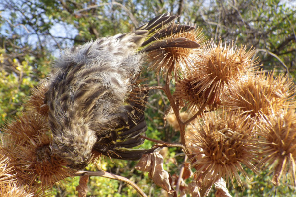 Pine Siskin