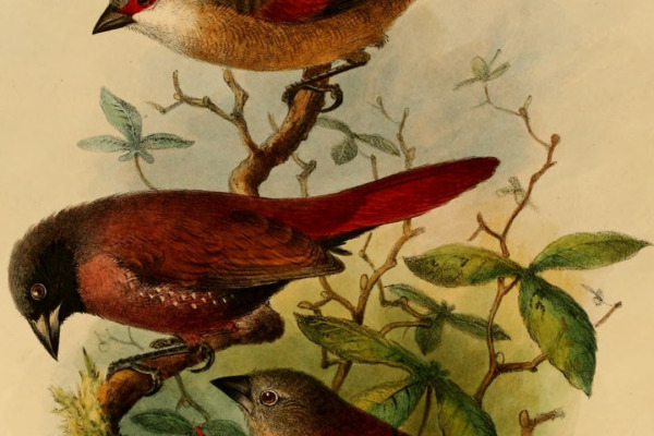 Pink-bellied Waxbill