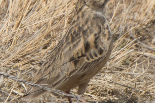 Pink-billed Lark