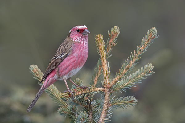 Pink-browed Rosefinch