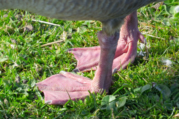 Pink-footed Goose