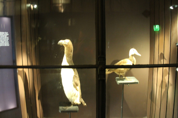 Pink-headed Duck