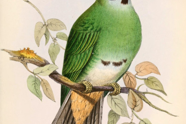Pink-headed Fruit Dove