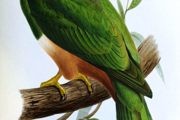 Pink-headed Imperial Pigeon
