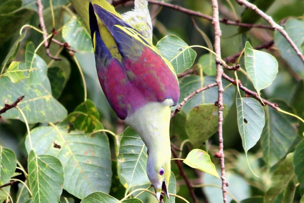 Pink-necked Green Pigeon