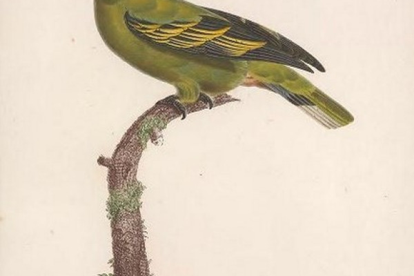 Pink-necked Green Pigeon